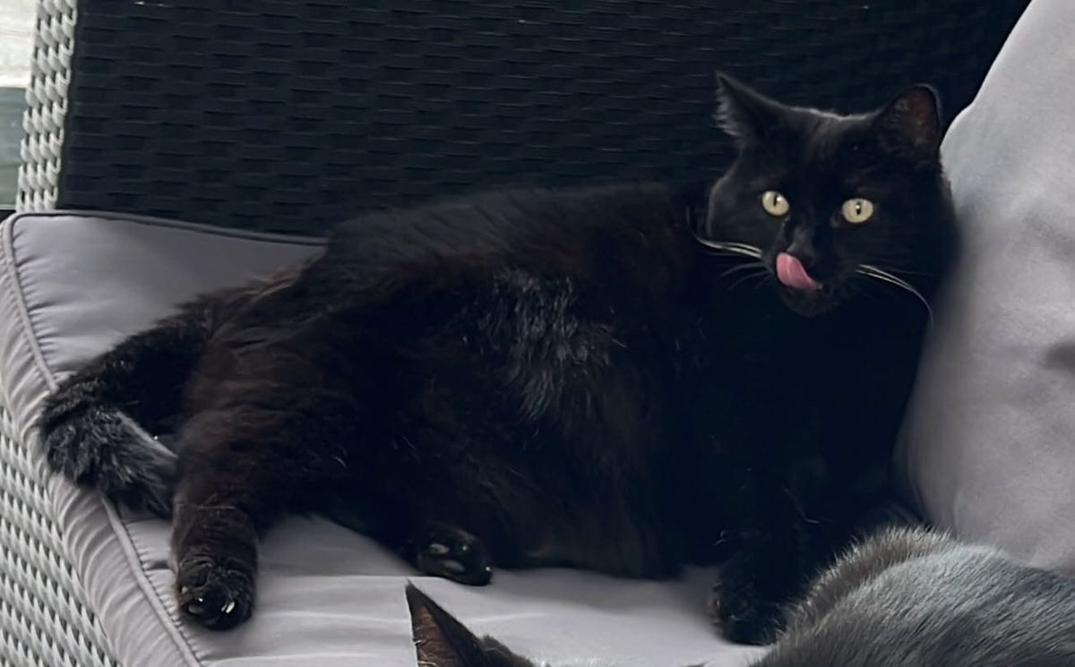 13-jährige Hauskatze Miri in Schmerikon vermisst