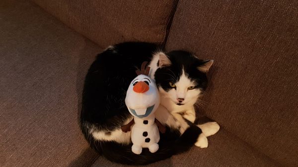 Katze Benji vermisst