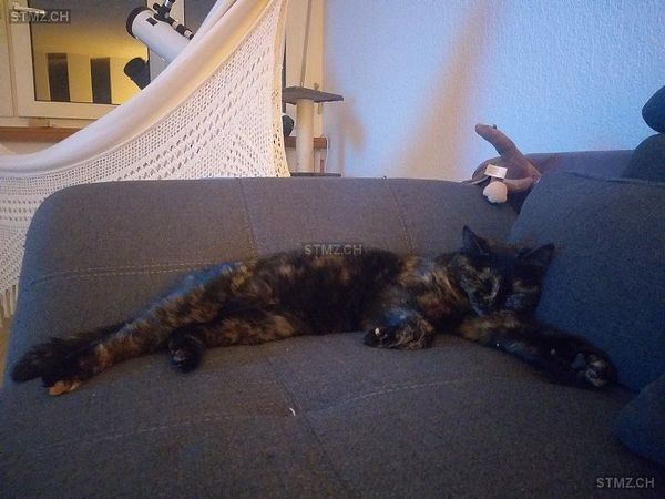 Katze vermisst in der Umgebung Rosengarten/Schlatt