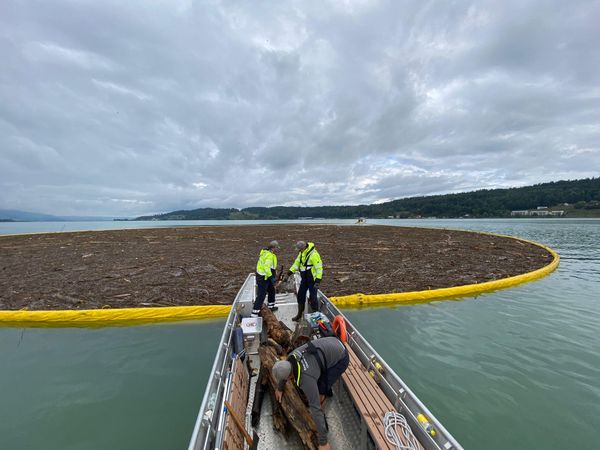 Schwemmholz eingesammelt