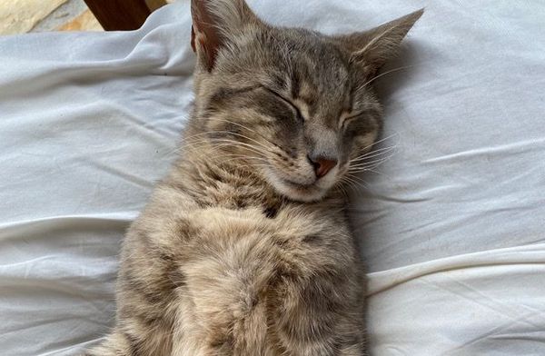 Thulele, das Schmerkner Dorfbüsi