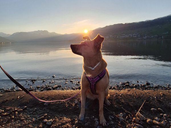 Neues Angebot der Hundeschule ParCanis