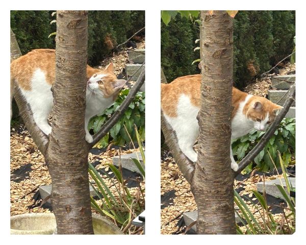 Zeugenaufruf – Fahrerflucht nach Unfall mit Katze