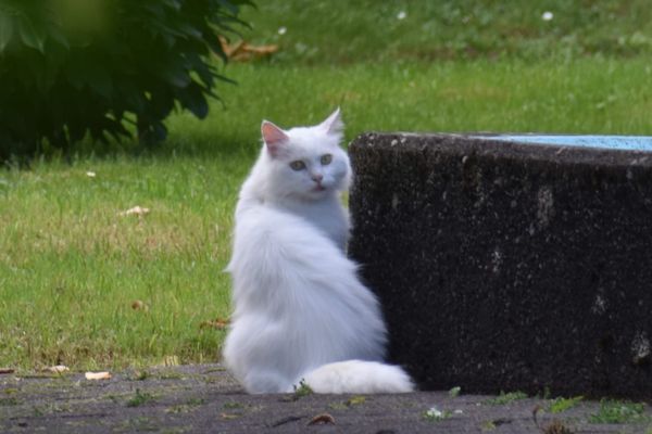 Wieder zu Hause: Kater Appa