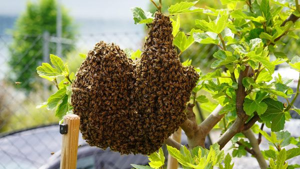 Bienenschwarm in Herzform