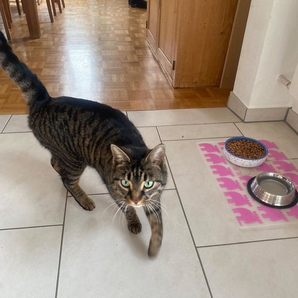 Katze Luna vermisst