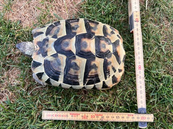 Gefunden: Schildkröte