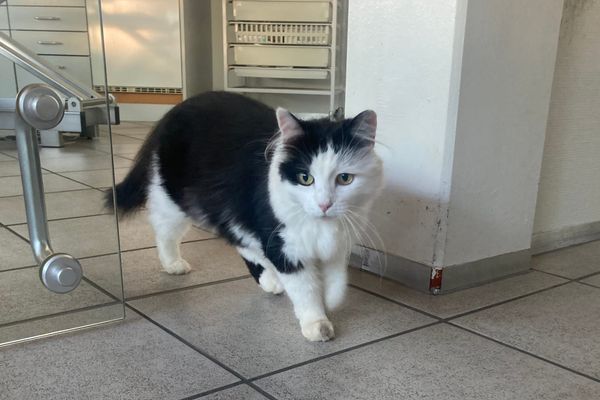 Fundmeldung: Schwarz-weisse Katze