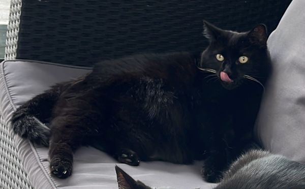 13-jährige Hauskatze Miri in Schmerikon vermisst