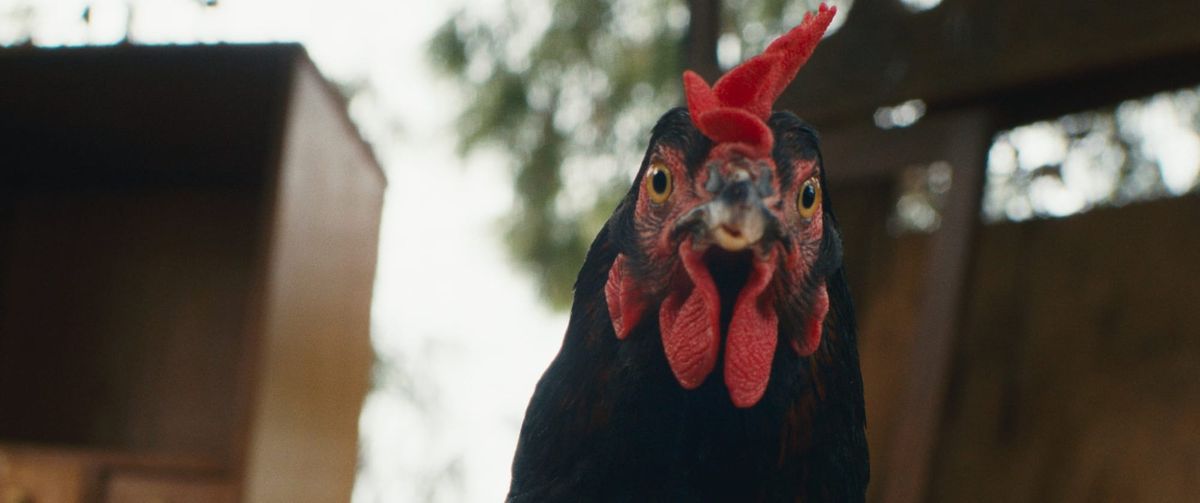 RECENSIE: HEN