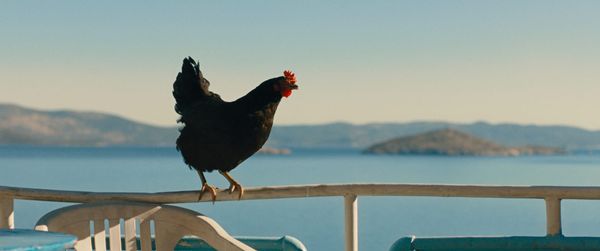HEN: regisseur György Pálfi hangt het kieken uit