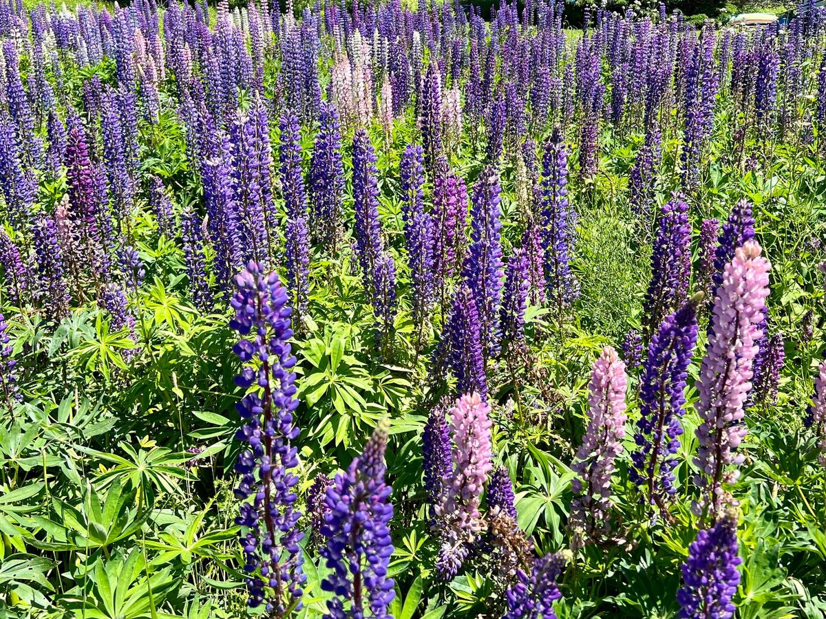 "For Love of Words."