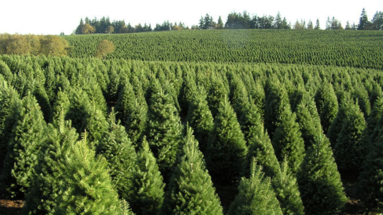 arbol navidad edomex