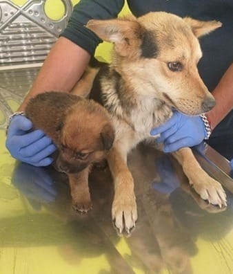 Perritos rescatado.