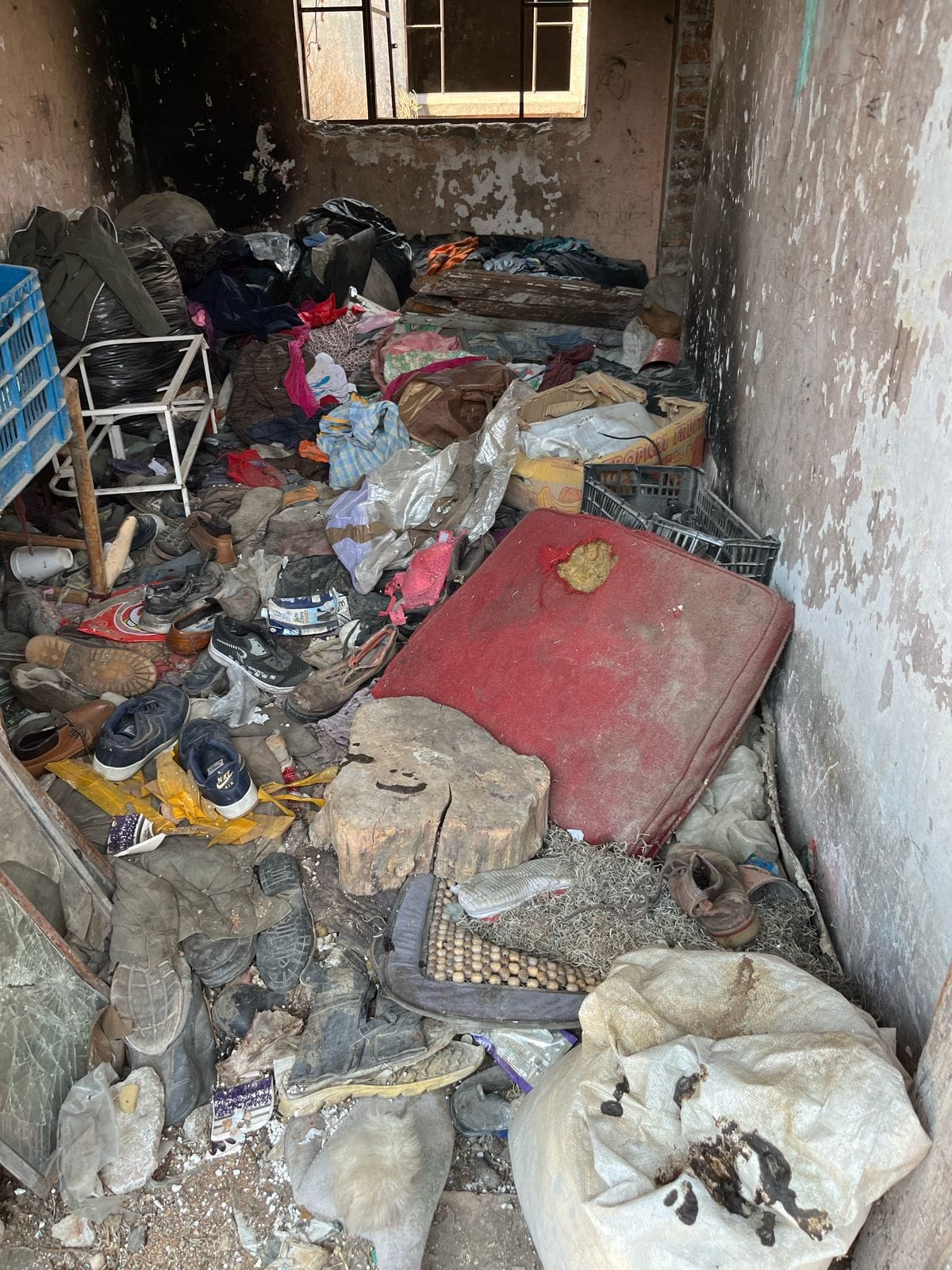 Perritos rescatados en Toluca.