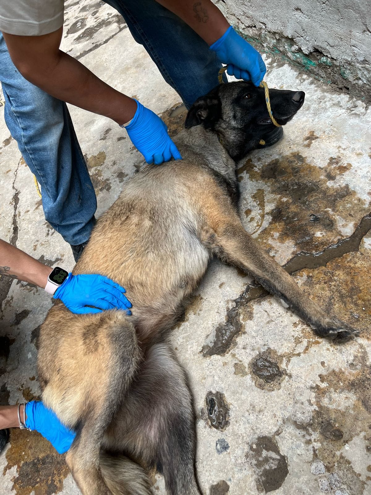 Perritos rescatados en Toluca.