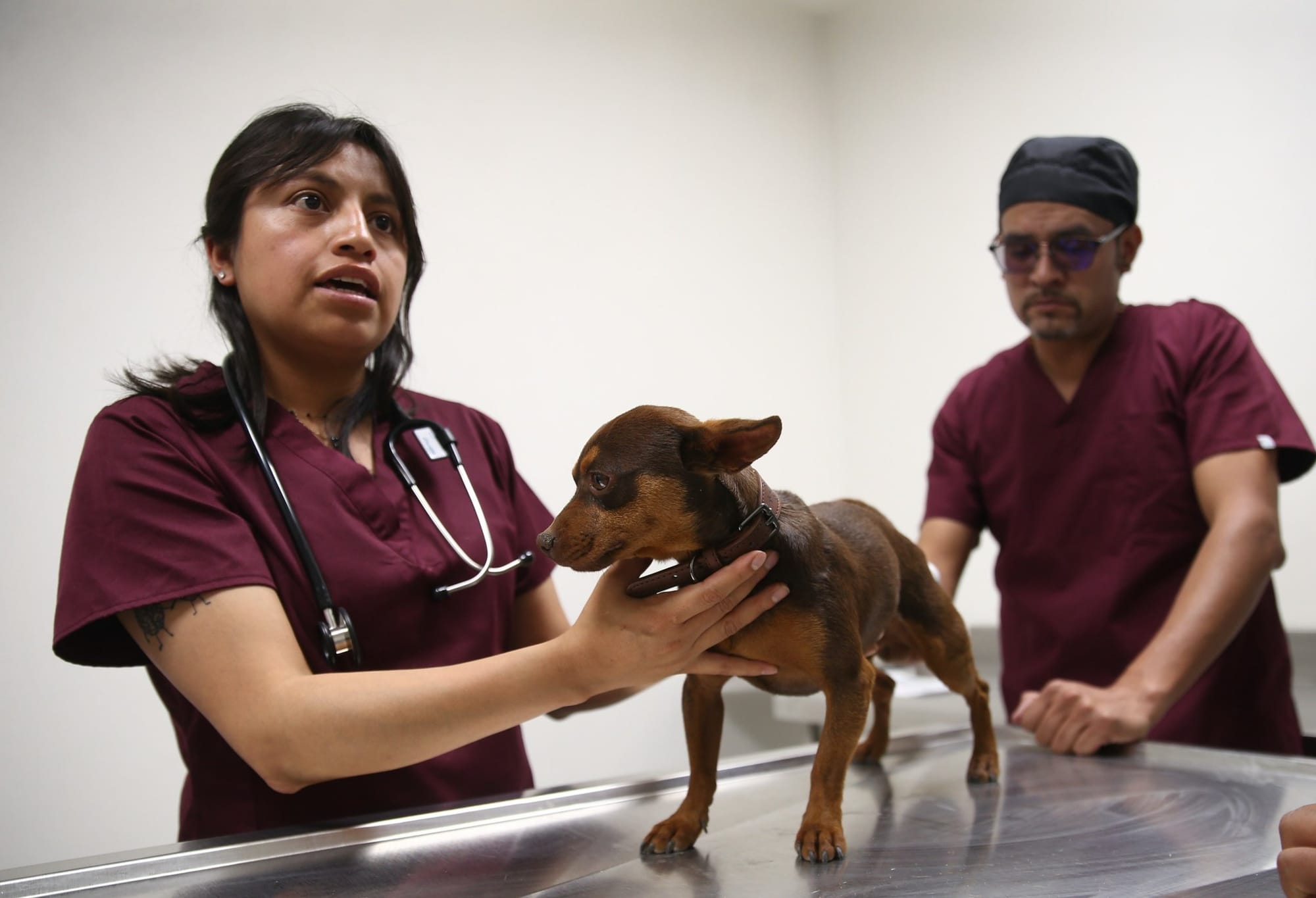 Centro de Bienestar Animal para Pequeñas Especies de Atlacomulco.