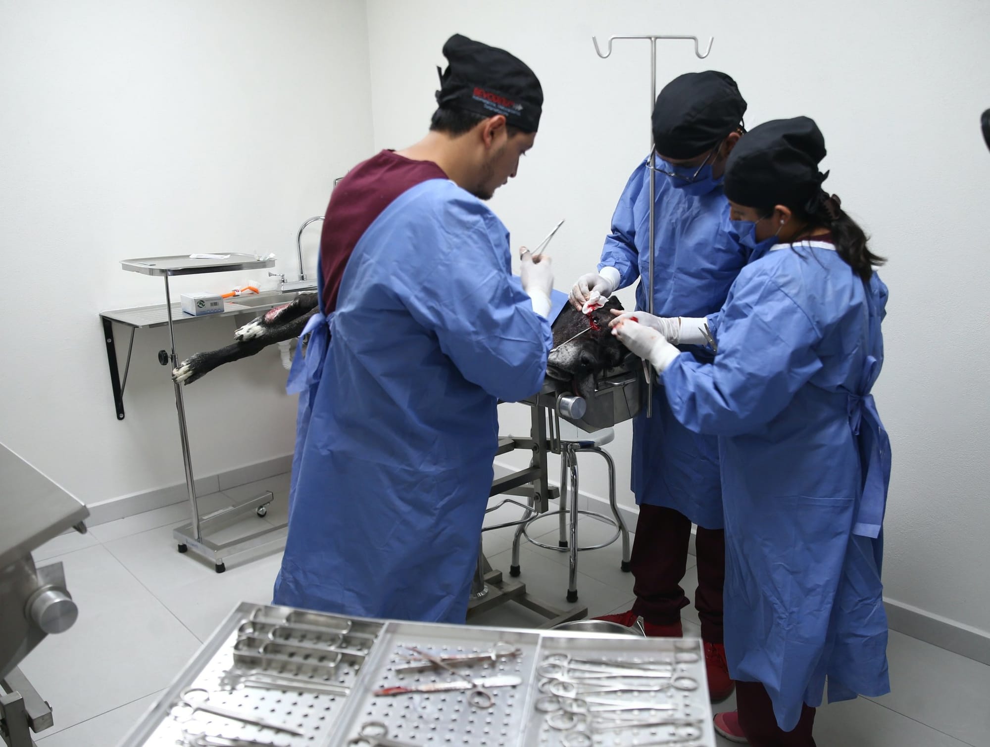 Centro de Bienestar Animal para Pequeñas Especies de Atlacomulco.