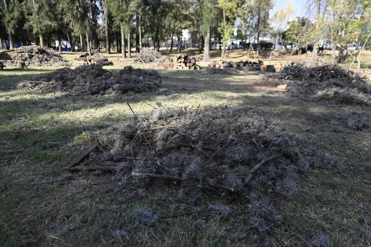 Retiran 75 árboles en Naucalpan