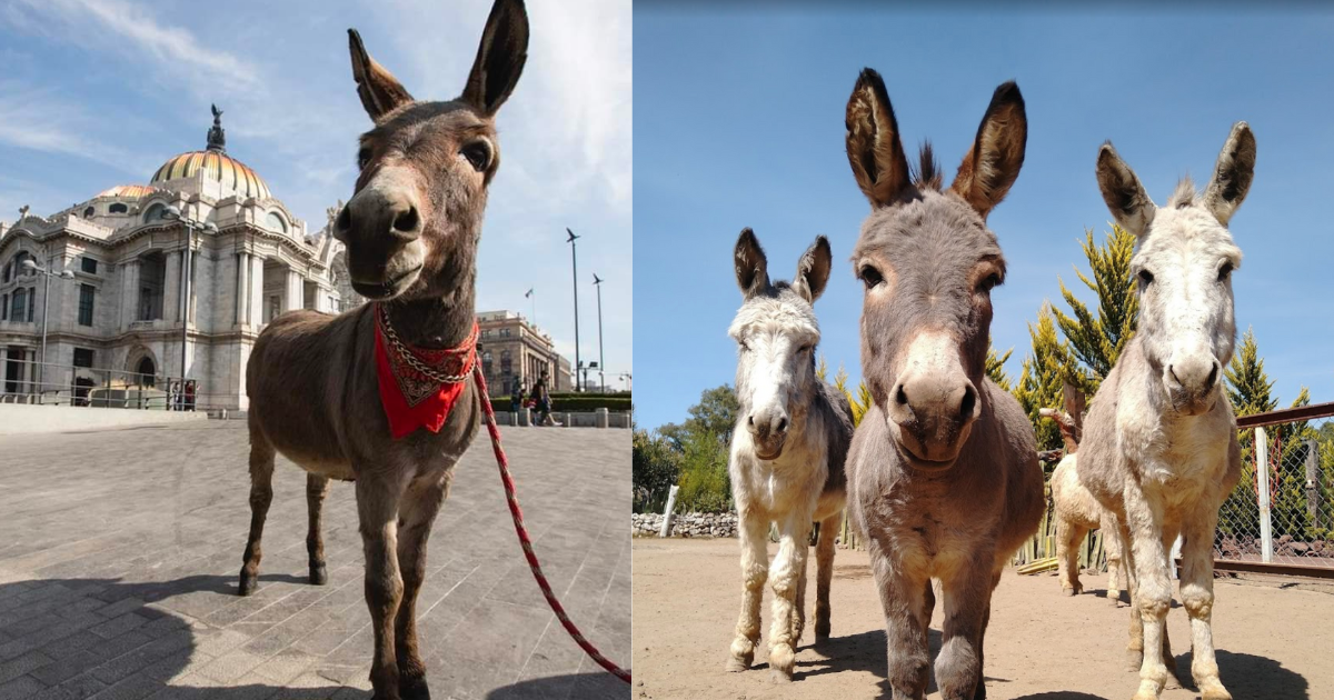 Burrolandia - Otumba, Estado de México 