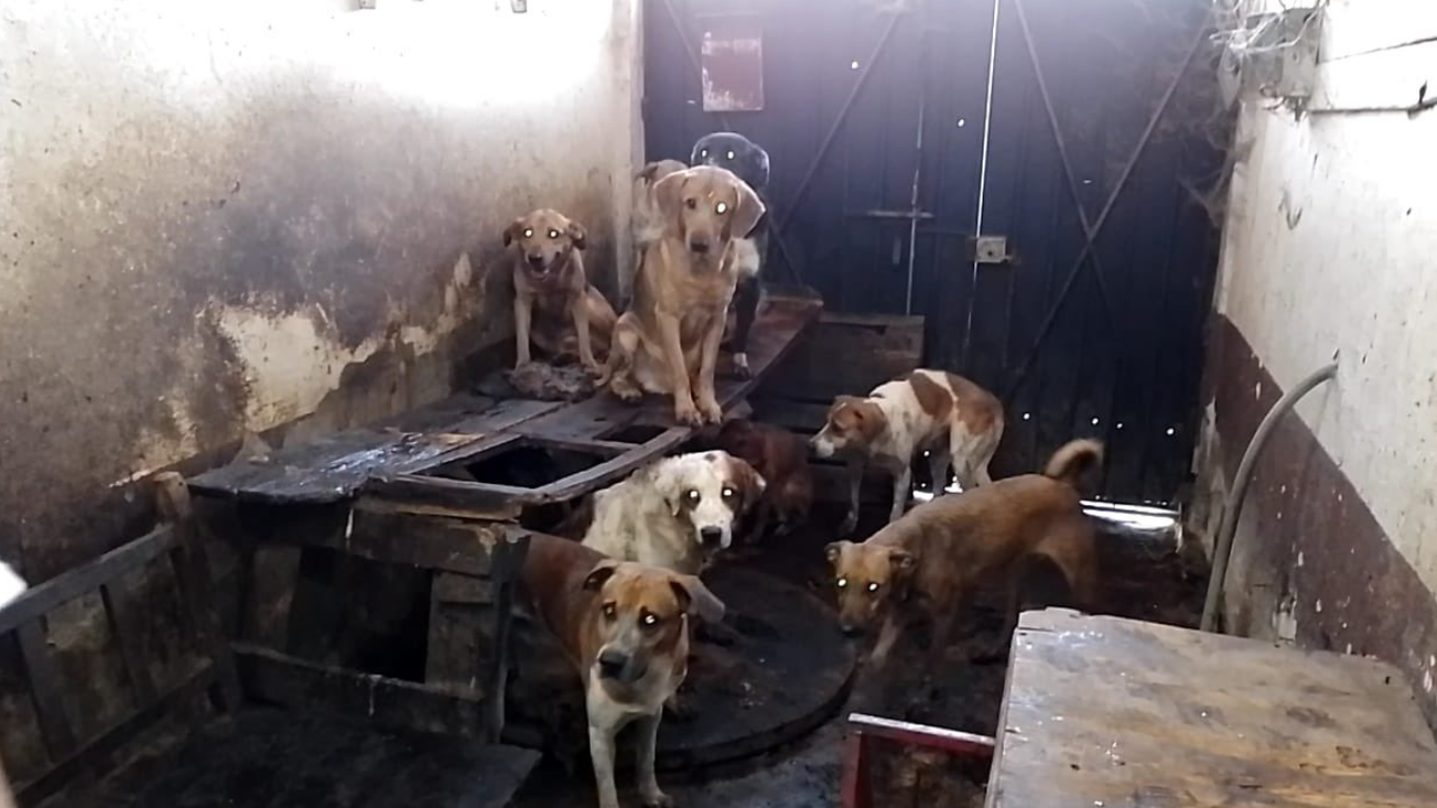 maltrato animal edomex