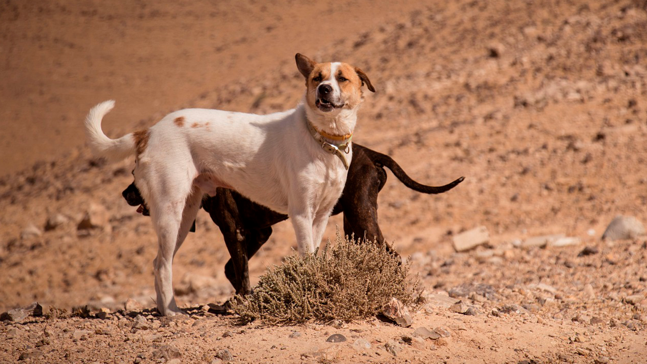 perros y gatos callejeros en edomex