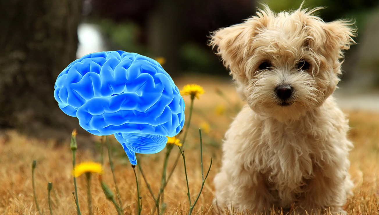 perrito scooby edomex animales maltrato