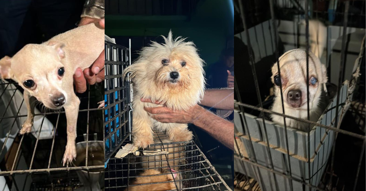 perritos 31 perros rescatados edomex ecatepec criadero