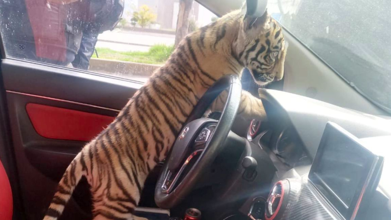 tigre bengala edomex nezahualcóyotl