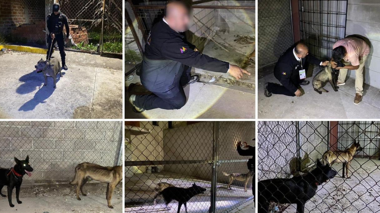 perritos ocho cuautitlan edomex rescatados maltrato animal 