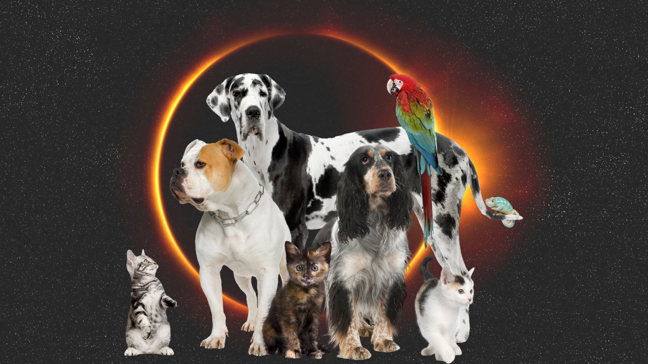 eclipse solar 2023 mascotas
