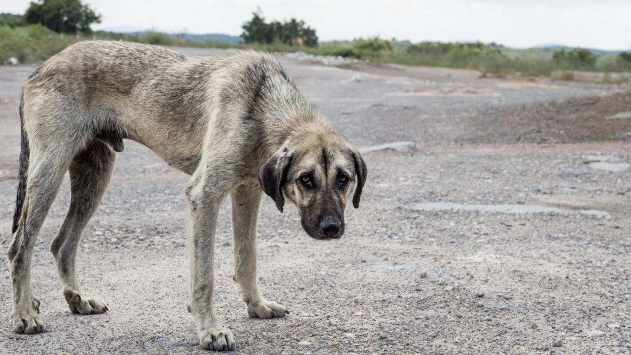 edomex maltrato animal