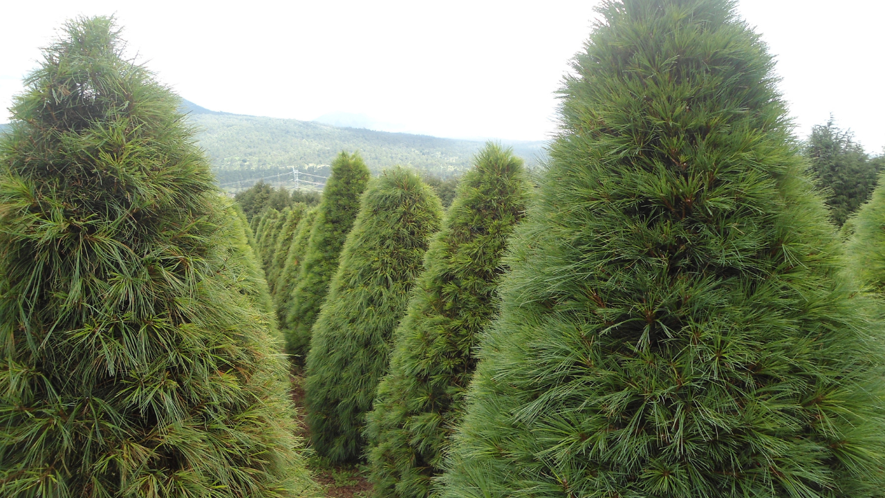 arbol navidad edomex