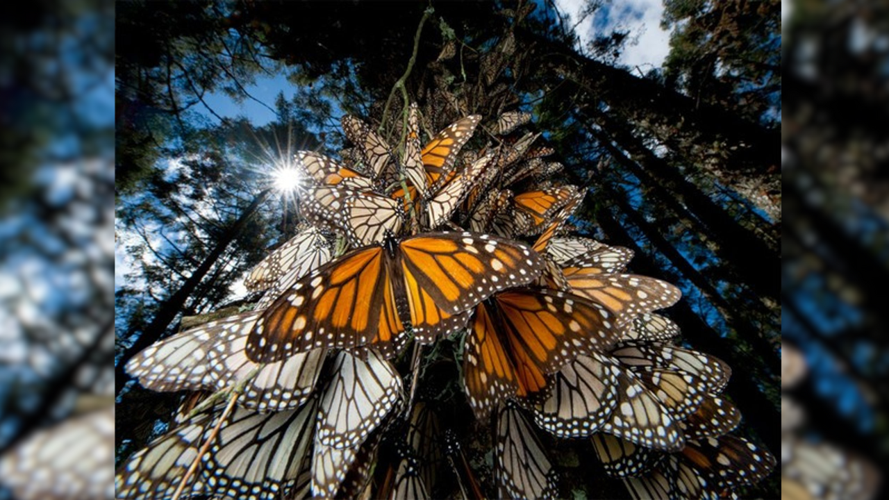 Llegan menos mariposas monarcas a Edomex y esta es la preocupante causa