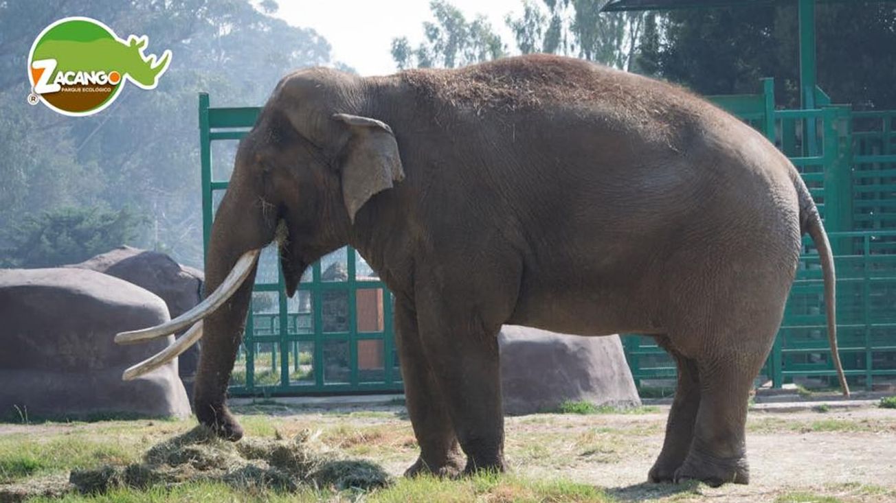 Triste noticia: Elefante Ted de 60 años falleció en el Zoológico de Zacango