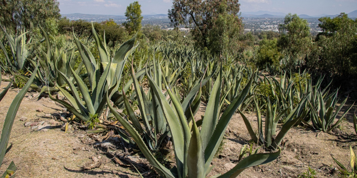 Edomex ocupa segundo lugar nacional en producción de maguey pulquero