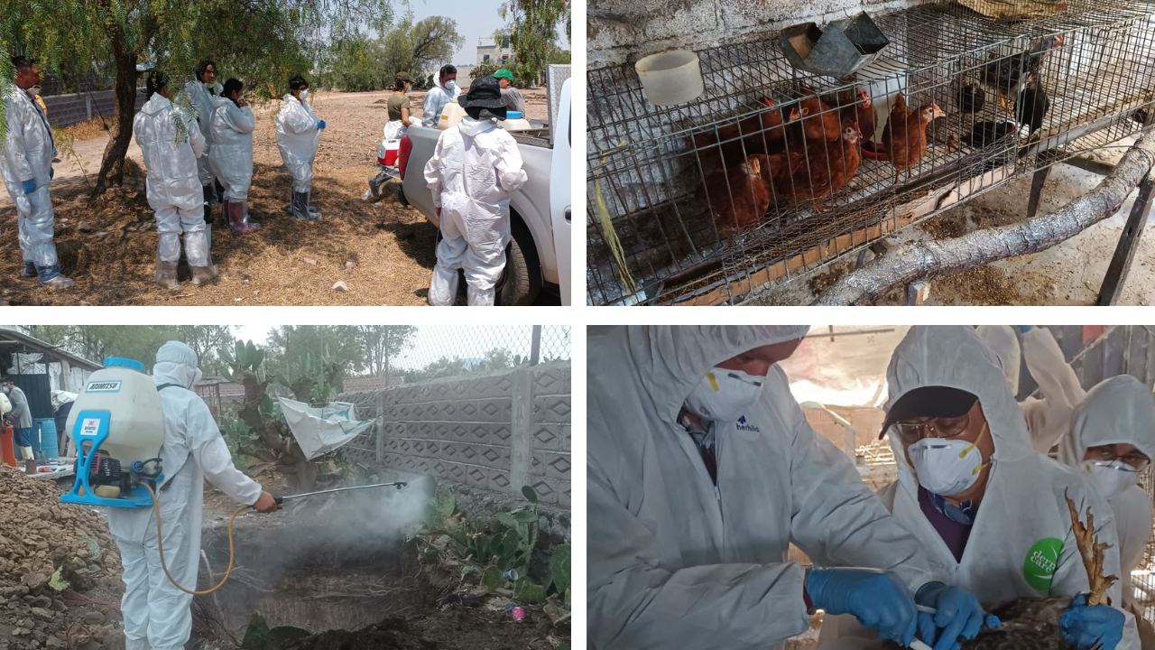 Autoridades controlan brote de influencia aviar en Edomex