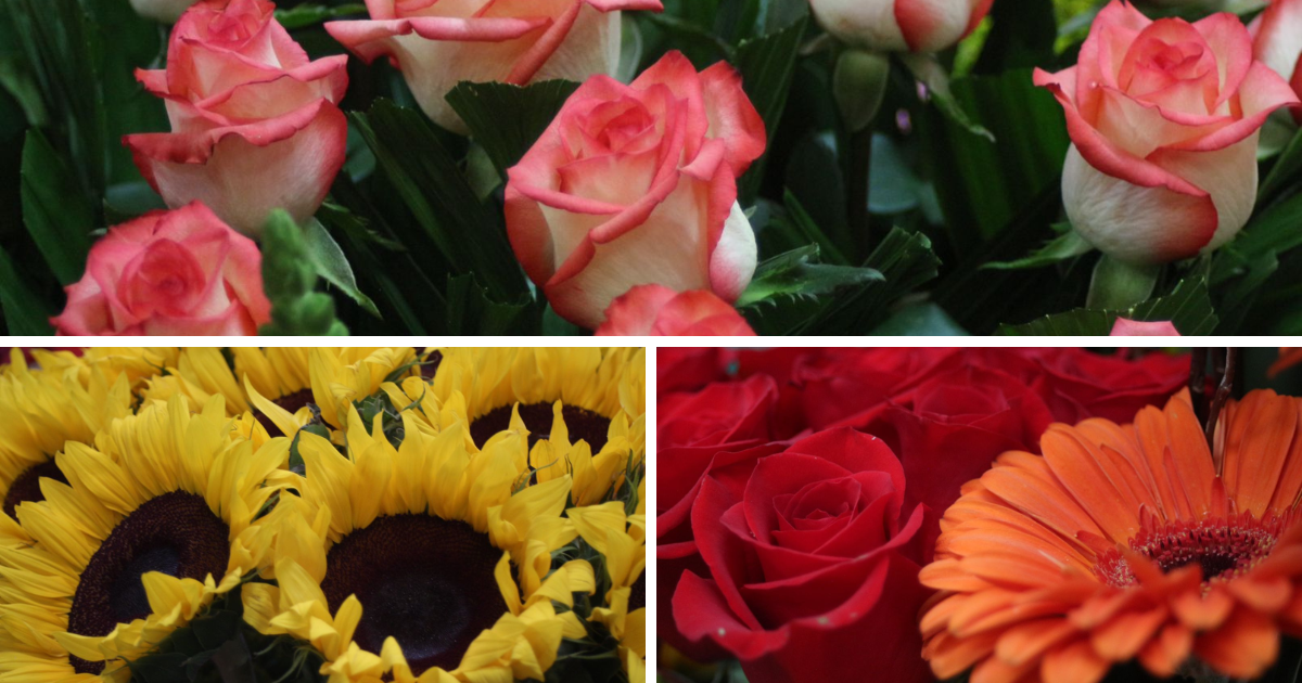 flores 10 de mayo estado de mexico 