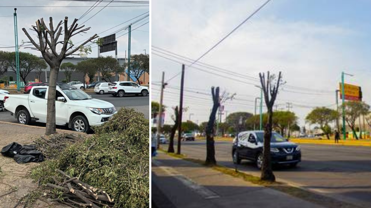 Toluca sancionará poda ilegal de árboles en vialidad Alfredo del Mazo
