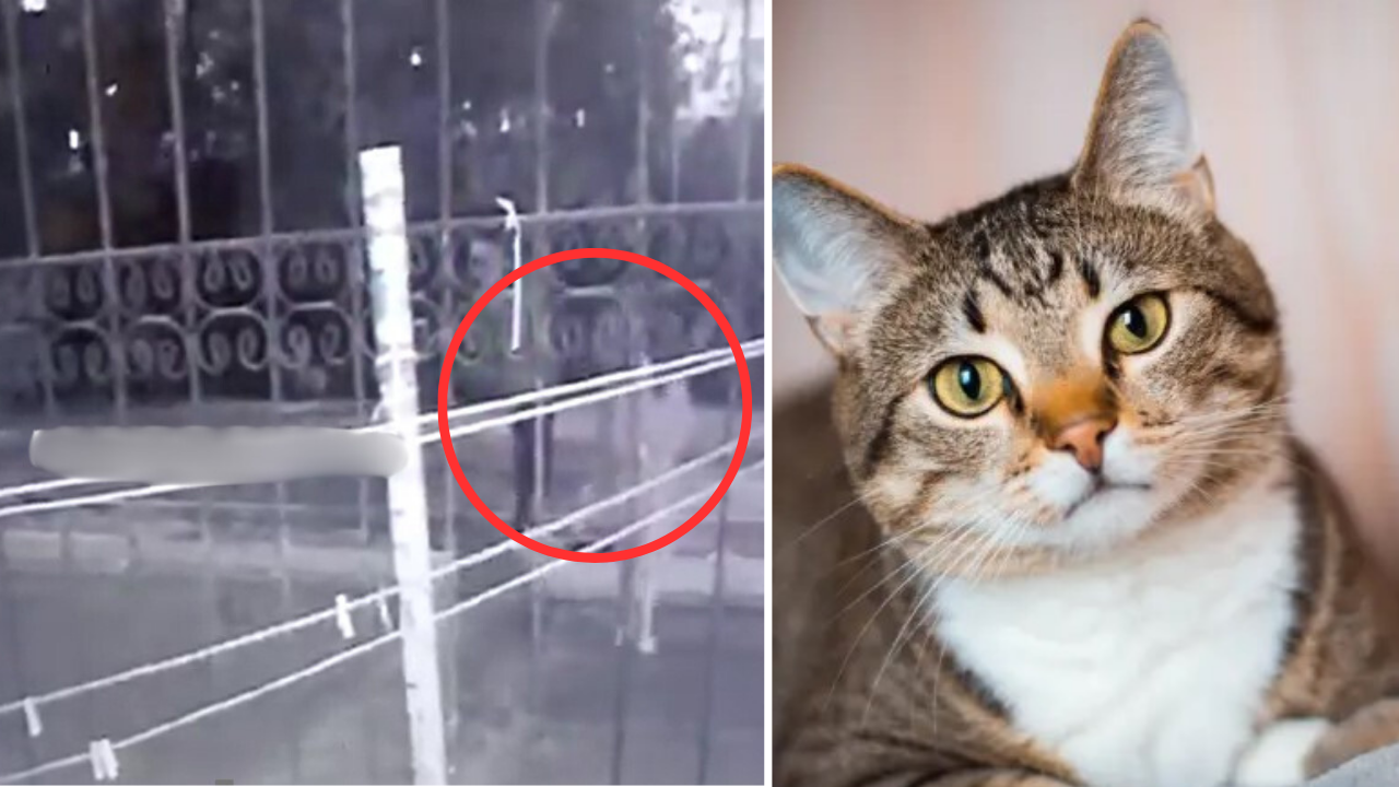 ¡Imágenes sensibles! Tortur4n a gatito por rayar el coche de una familia