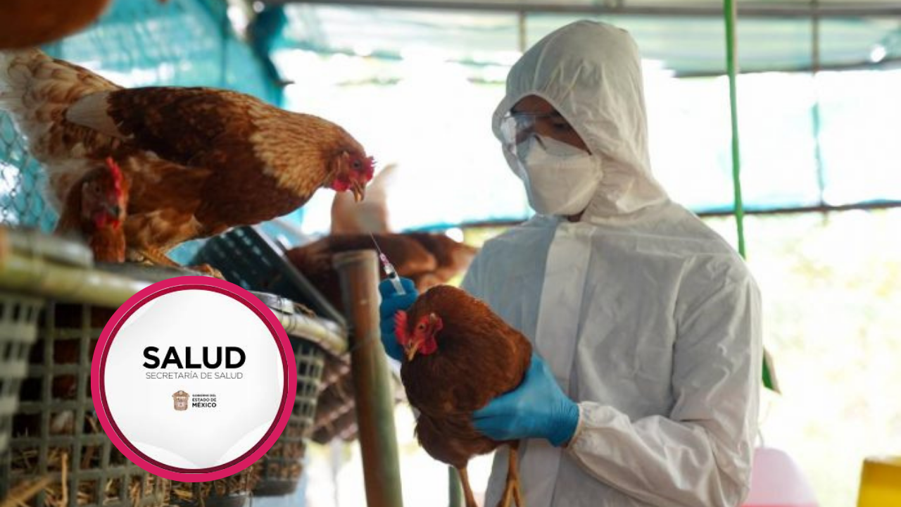 No hay riesgo de contagio de influenza aviar en Edomex: Secretaría de Salud
