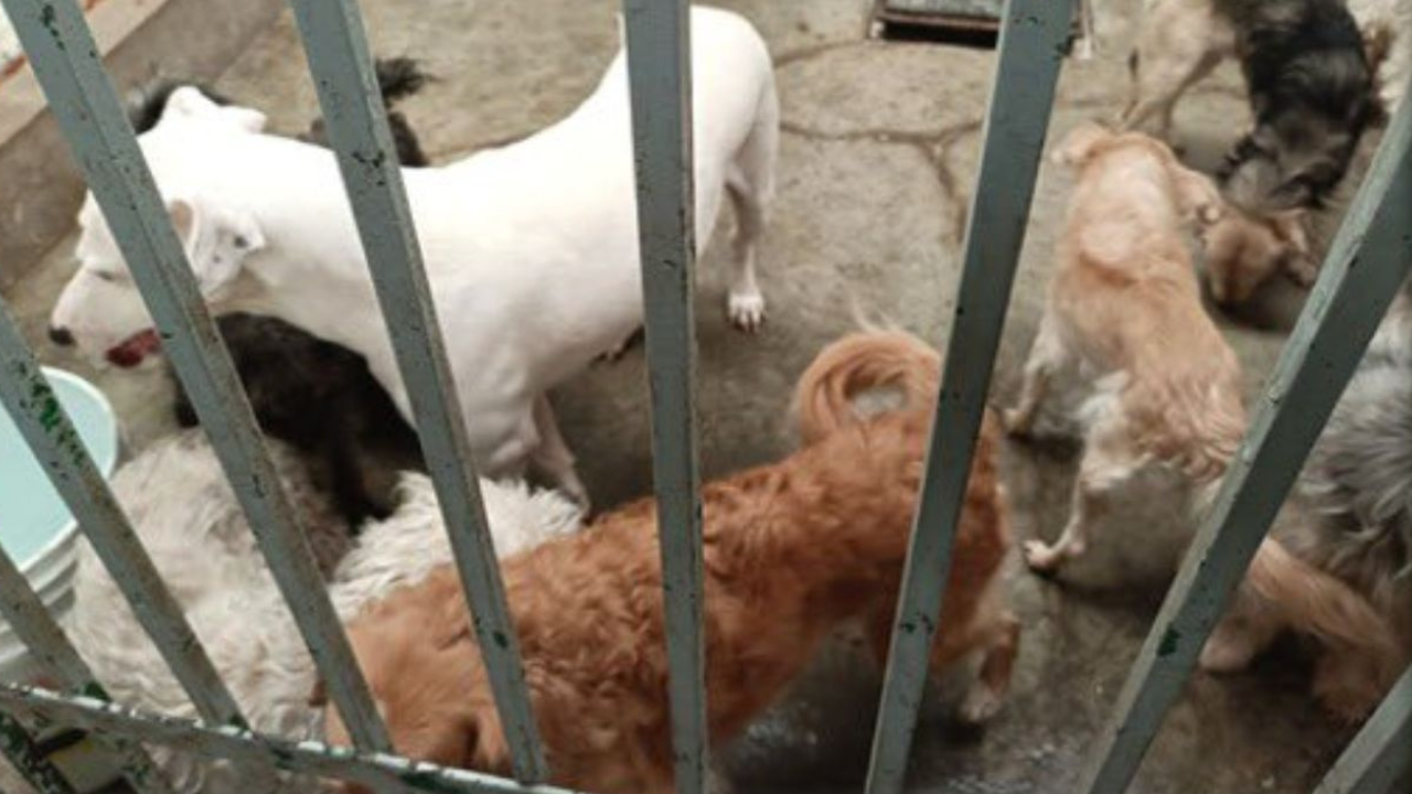En Tecámac, rescatan a 13 perritos y gatito que sufrían de maltrato