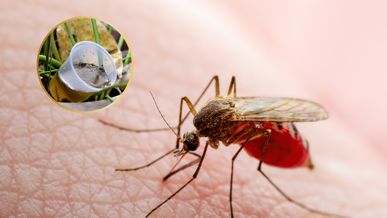 Aumentan casos de dengue en Edomex