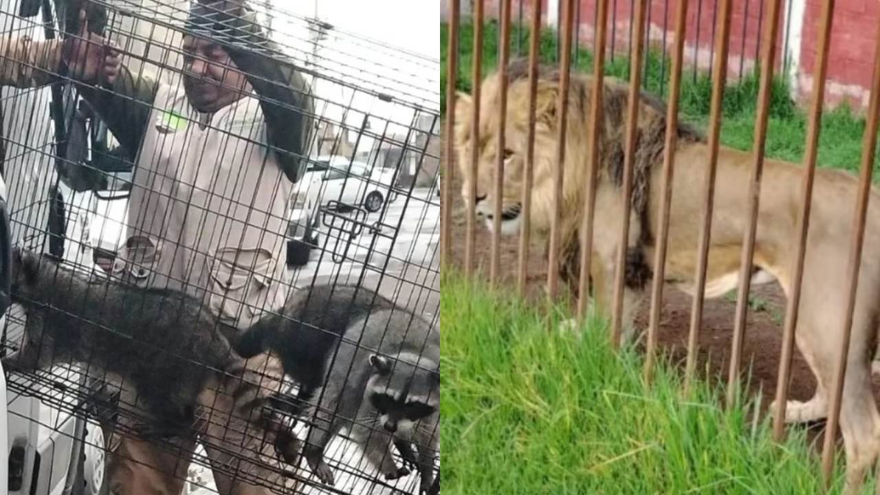 Rescatan a león y cinco mapaches en Zinacantepec, Edomex