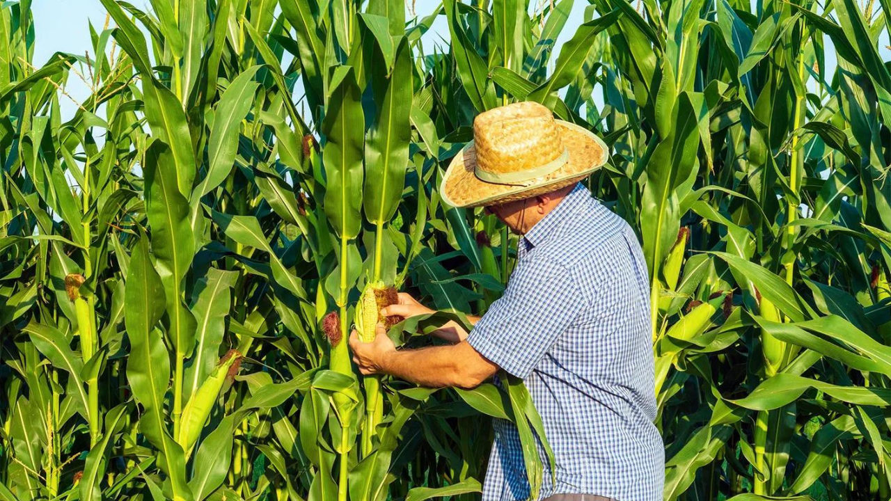 Edomex apoyará a productores mexiquenses ante pérdida de cosechas por desastres naturales