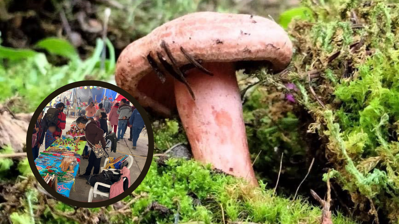 Amecameca: Feria del Hongo Silvestres iniciará este mes