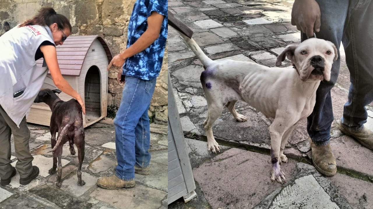 Rescatan a dos perritos con desnutrición severa