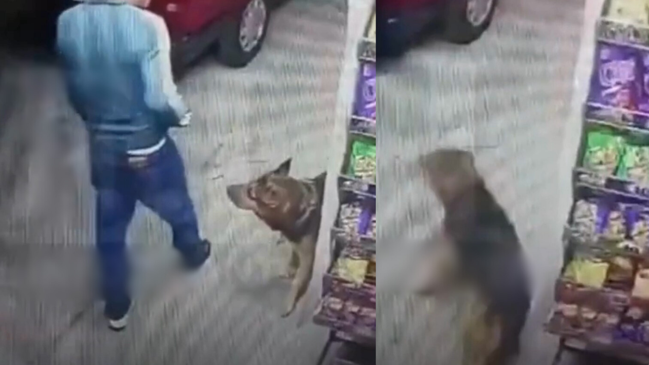 Video | Hombre apuñala a perrito en Ixtapaluca