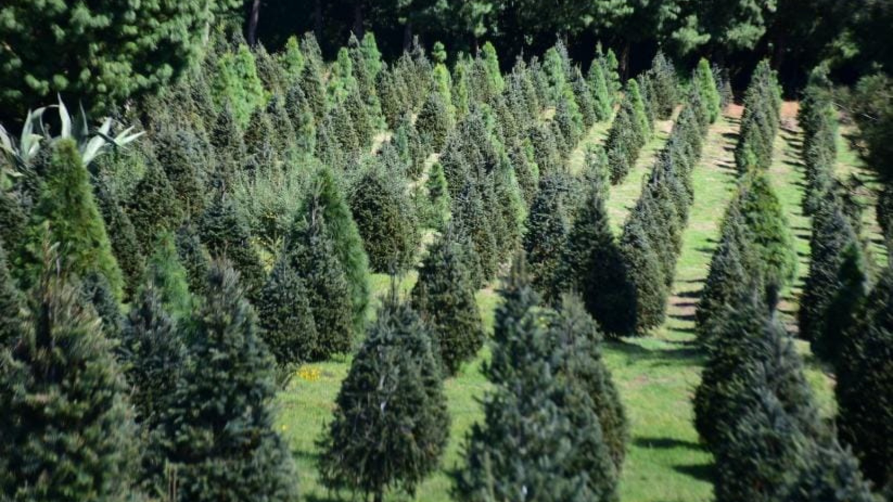 ¡Ya llegó la Navidad! Así será el Primer Corte de Árbol de Navidad en Edomex