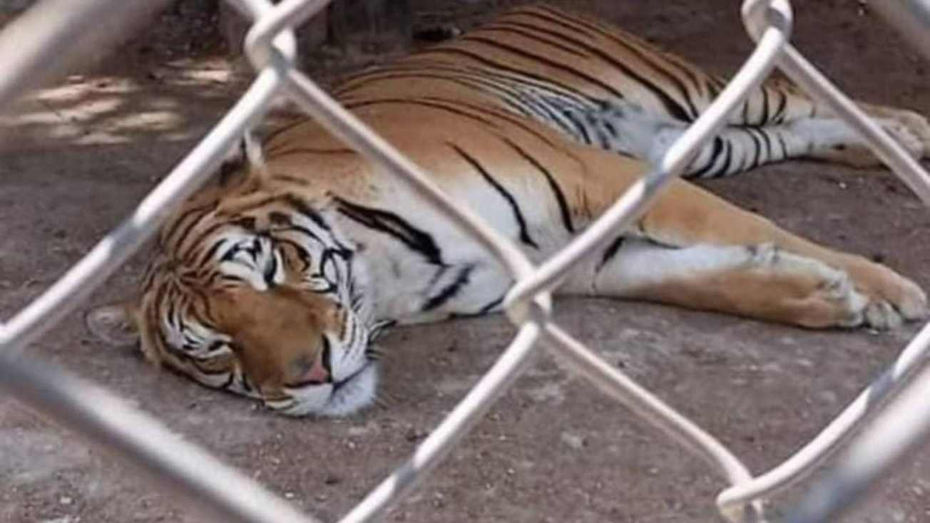 Ocoyoacac: Aseguran animales exóticos en Edomex